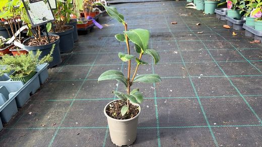 Camellia japonica "Brushfield's yellow"