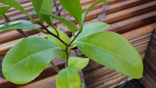 Camellia japonica cara mia en pot de 9 cm
