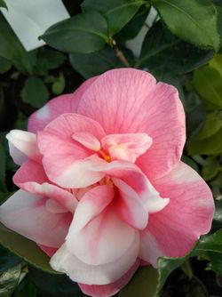 Camelia japonica cidade de Vigo