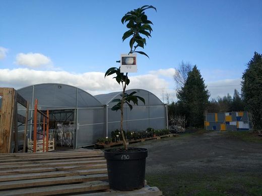 Camelia japonica fimbriata alba en maceta de 2,5 L
