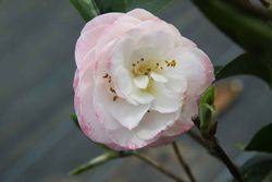 Camelia japonica grace albriton en maceta de 9 cm