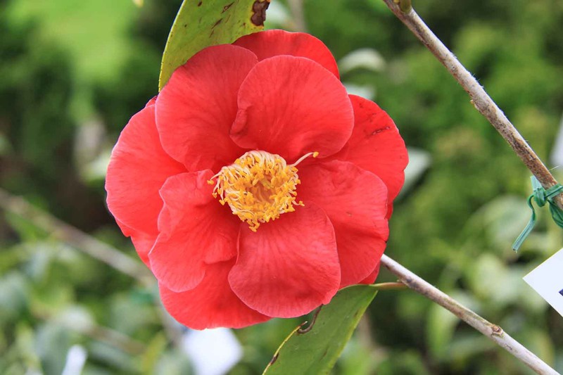 Grand Prix Camellia Japonica en pot de 2,5 L — Plantamus Pépinière en ligne