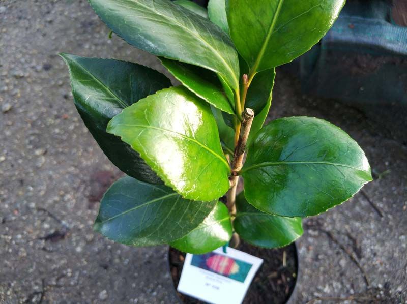 Grand Prix Camellia Japonica en pot de 2,5 L — Plantamus Pépinière en ligne