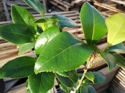 Camelia japonica Happy holidays