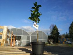 Camelia japonica Man size