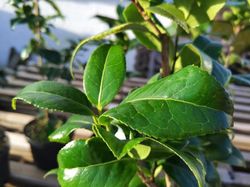 Camelia japonica Man size