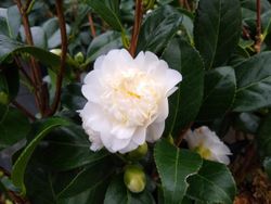 Camelia japonica Man size