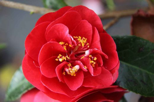 Camelia japonica Maroon y Gold