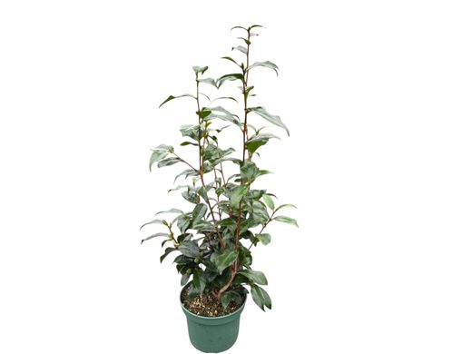 Camelia japonica Maroon y Gold