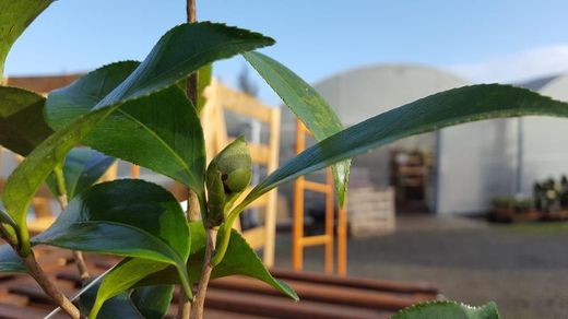 Camelia japonica Midnight magic