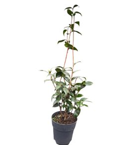 Camelia japonica Midnight magic