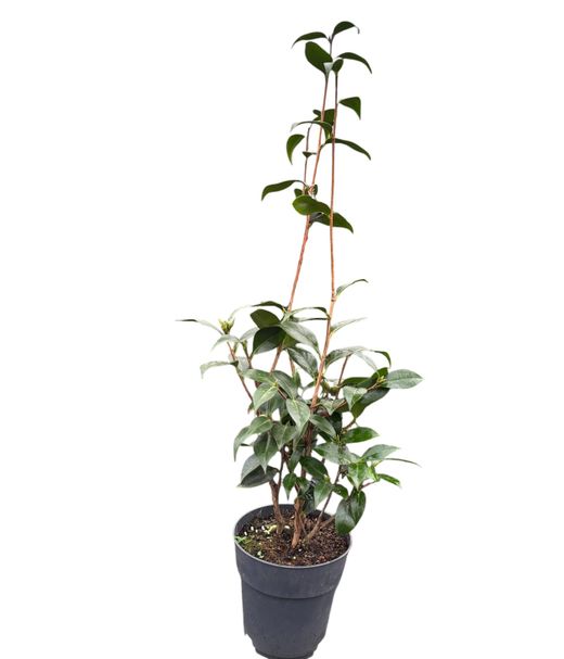 Camelia japonica Midnight magic