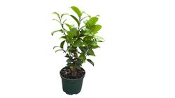 Camellia japonica Nishiki Kirin – Camelia bicolor