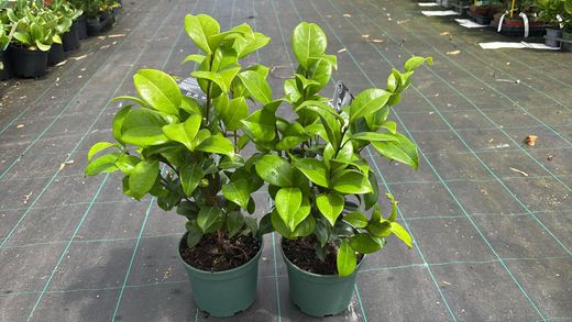 Camellia japonica Nishiki Kirin – Camelia bicolor