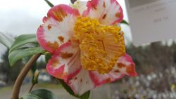 Camelia japonica ohkan en maceta de 2,5 L