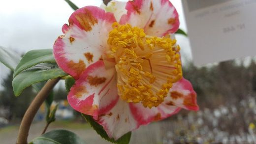 Camellia japonica ohkan en pot de 2,5 L