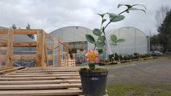 Camelia japonica ohkan en maceta de 2,5 L