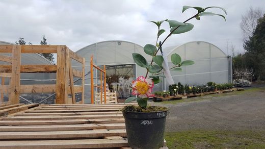Camelia japonica ohkan en maceta de 2,5 L