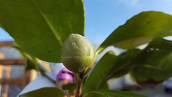 Camelia japonica R.L. Wheeler