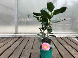 Camelia japonica R.L. Wheeler