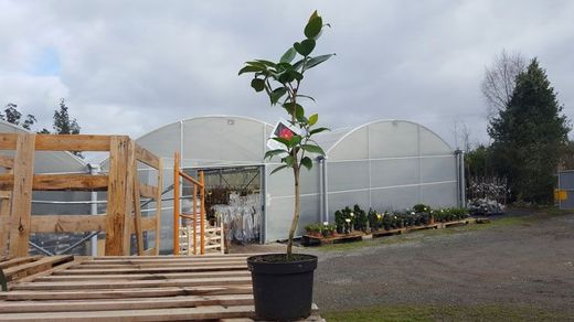 Camellia japonica Royal velvet