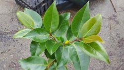 Camellia japonica Royal velvet