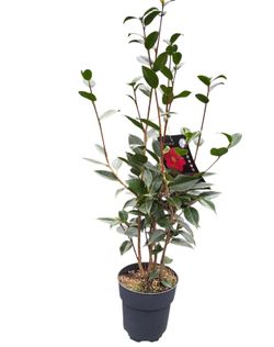 Camellia japonica Royal velvet