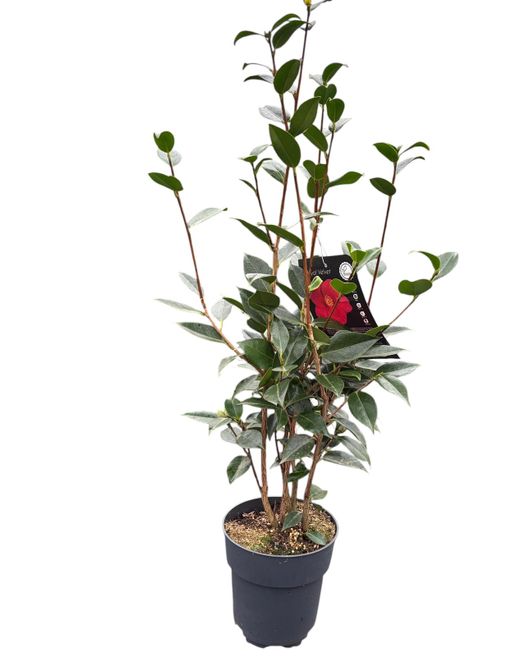 Camellia japonica Royal velvet
