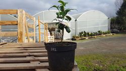 Camelia japonica sunny side en maceta de 2,5 L