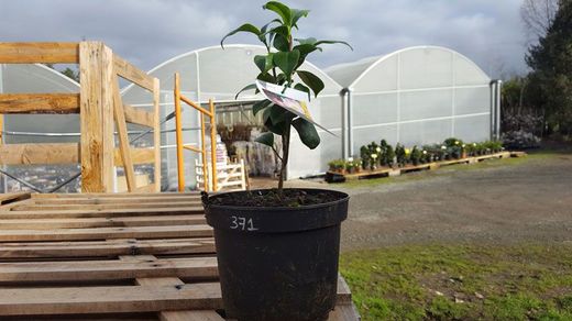 Camelia japonica sunny side en maceta de 2,5 L