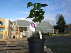 Camelia japonica Tama beauty