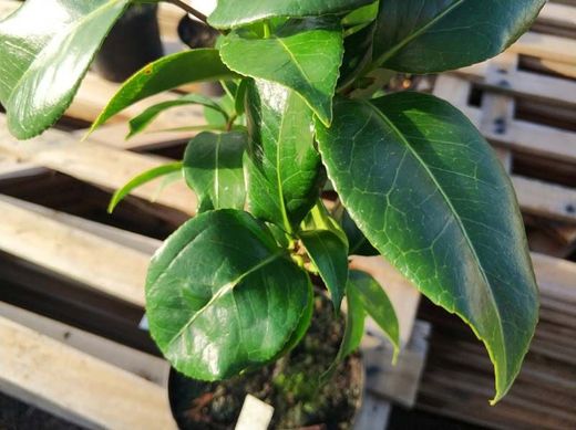 Camelia japonica Tama beauty