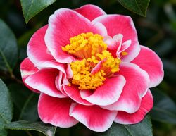 Camelia japonica Tama beauty