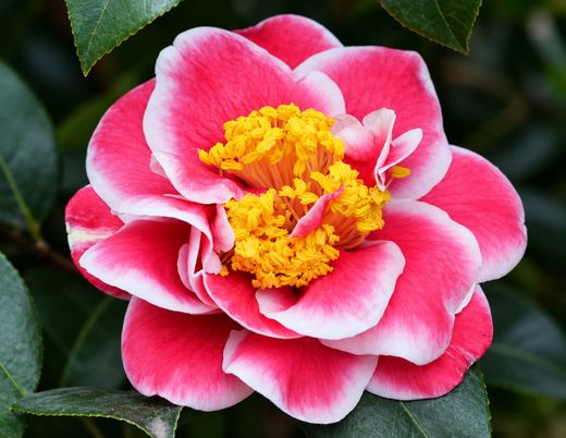 Camelia japonica Tama beauty