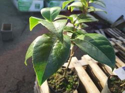 Camelia japonica twilight en maceta de 2,5 L
