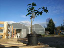 Camelia japonica twilight en maceta de 2,5 L
