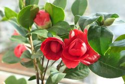 Camélia rouge, Camellia japonica 'Eugenia de montijo'