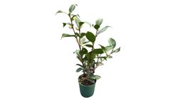 Camelia roja, Camellia japonica 'Eugenia de montijo'