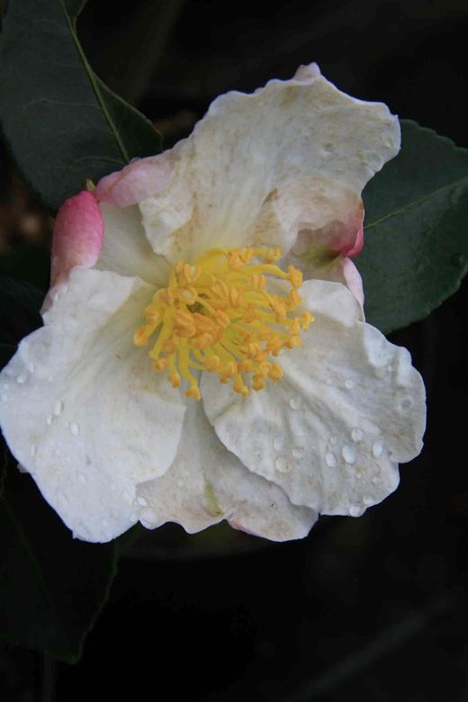 Camelia sasanqua Day Dream