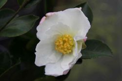 Camelia sasanqua Day Dream