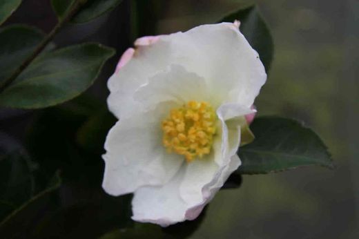 Camelia sasanqua Day Dream