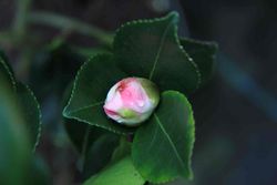 Camelia sasanqua Day Dream