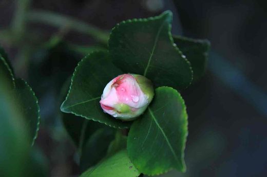 Camelia sasanqua Day Dream