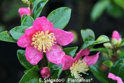 Camelia sasanqua Jeanne Charlotte