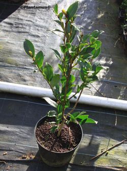 Camelia sasanqua Jeanne Charlotte