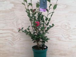 Camellia sasanqua Kanjiro. Flor rosa