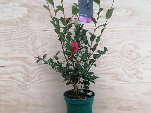 Camellia sasanqua Kanjiro. Flor rosa