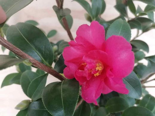 Camellia sasanqua Kanjiro. Flor rosa