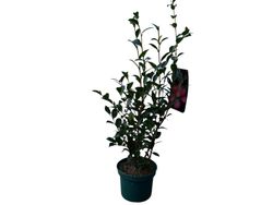 Camellia sasanqua Kanjiro. Flor rosa