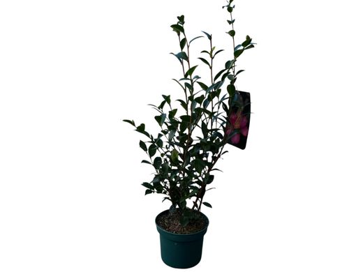 Camellia sasanqua Kanjiro. Flor rosa